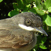 Western Orphean Warbler