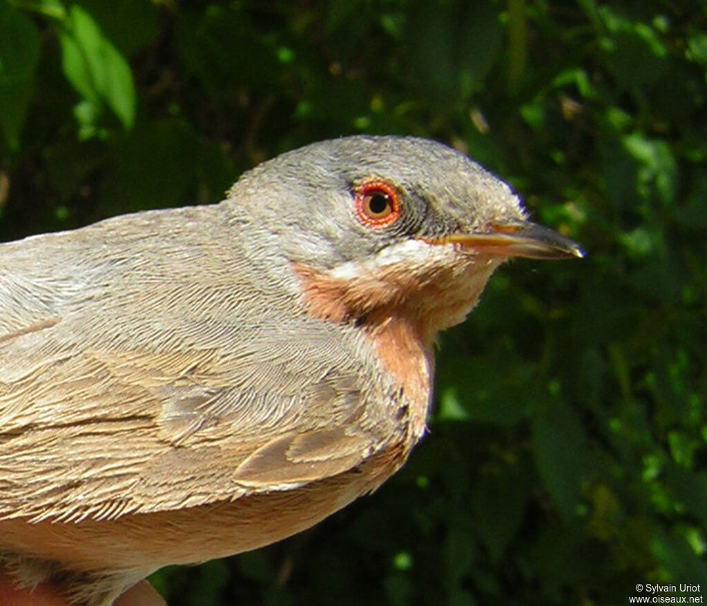 Western Subalpine Warbler male adult, close-up portrait