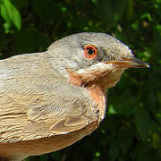 Western Subalpine Warbler