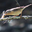 Fauvette passerinette