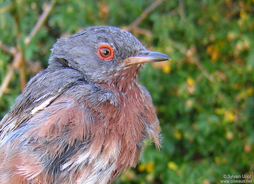 Dartford Warbleradult, close-up portrait