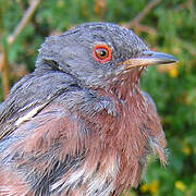 Dartford Warbler