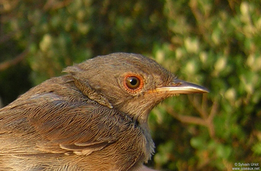 Dartford Warblerimmature, close-up portrait