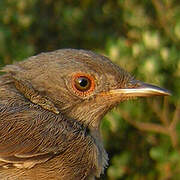 Dartford Warbler