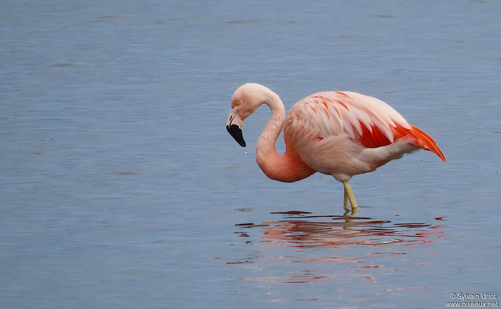 Flamant du Chiliadulte