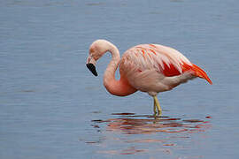 Chilean Flamingo