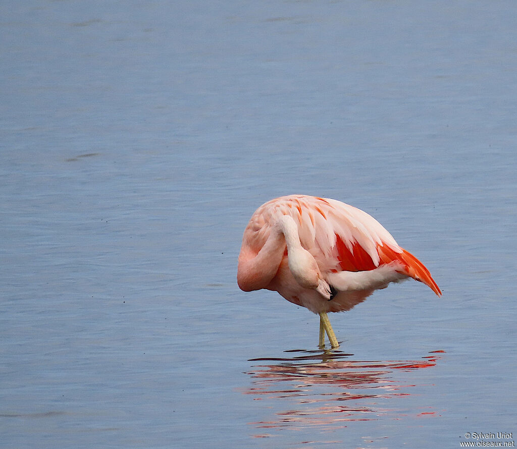 Flamant du Chiliadulte