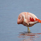 Flamant du Chili