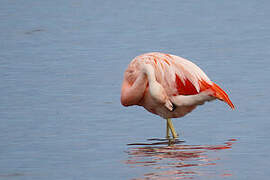 Chilean Flamingo