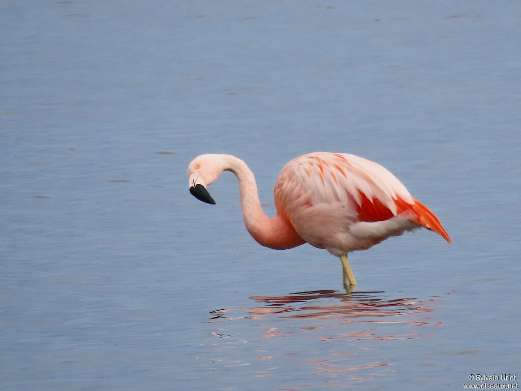 Flamant du Chiliadulte