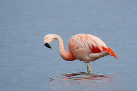 Chilean Flamingo