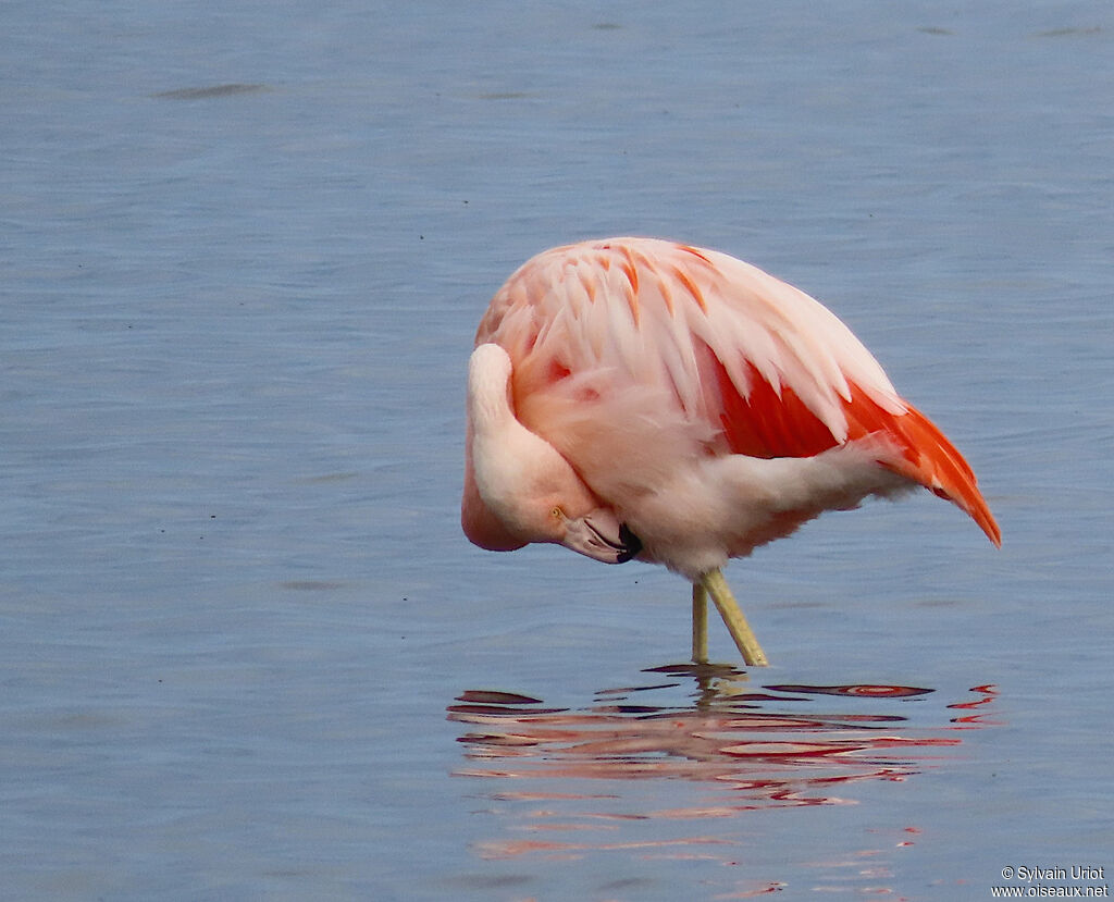 Flamant du Chiliadulte