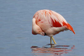 Flamant du Chili