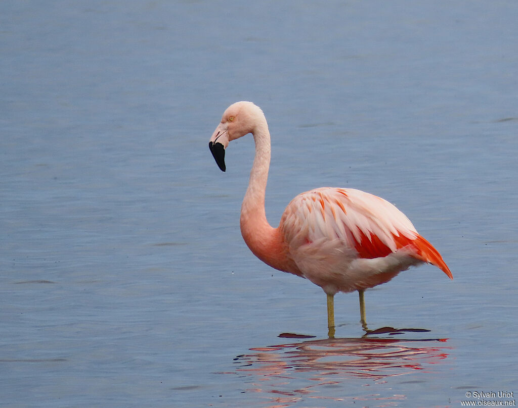 Flamant du Chiliadulte