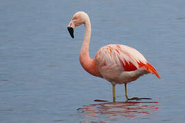 Chilean Flamingo