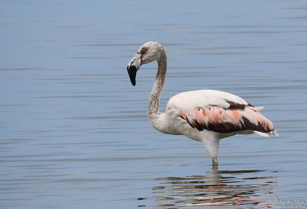 Flamant du Chiliimmature