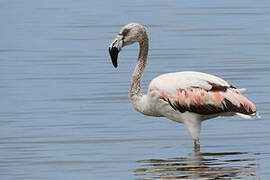 Chilean Flamingo