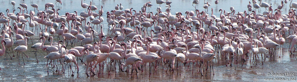 Lesser Flamingo