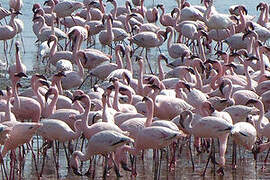 Lesser Flamingo