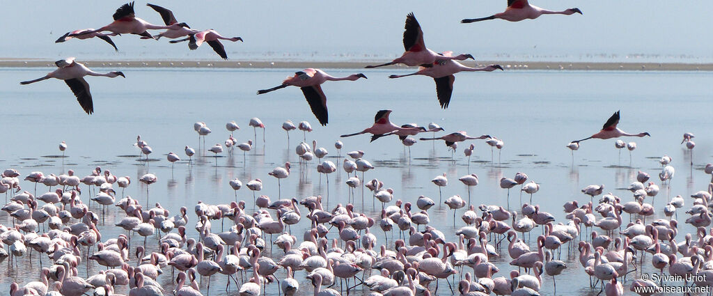 Lesser Flamingo