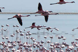 Lesser Flamingo