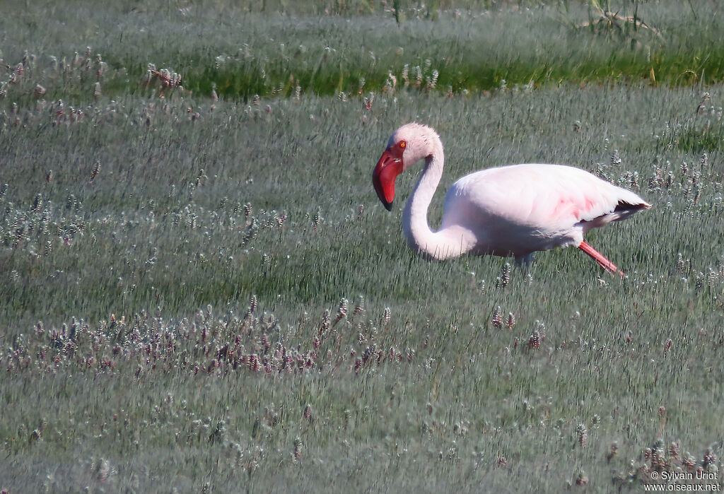 Lesser Flamingoadult