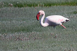 Lesser Flamingo