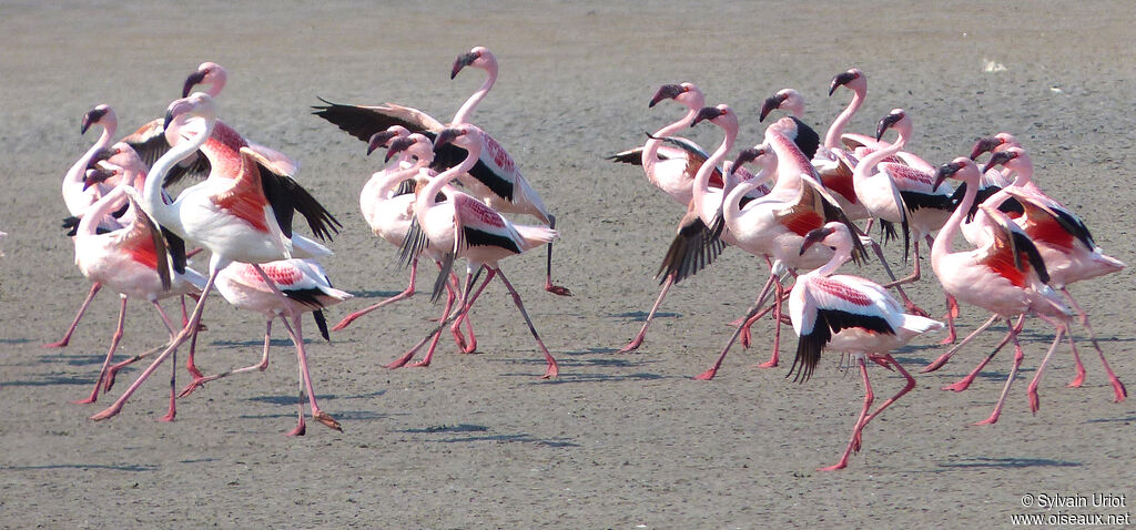 Lesser Flamingo