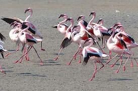 Lesser Flamingo