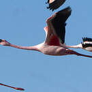 Flamant nain