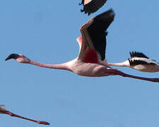 Lesser Flamingo