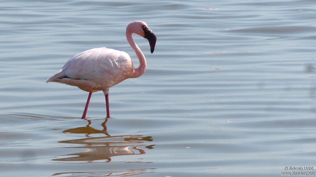 Lesser Flamingoadult