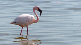 Lesser Flamingo