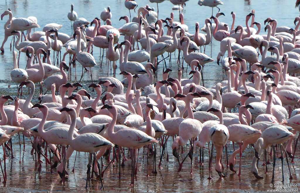 Lesser Flamingo