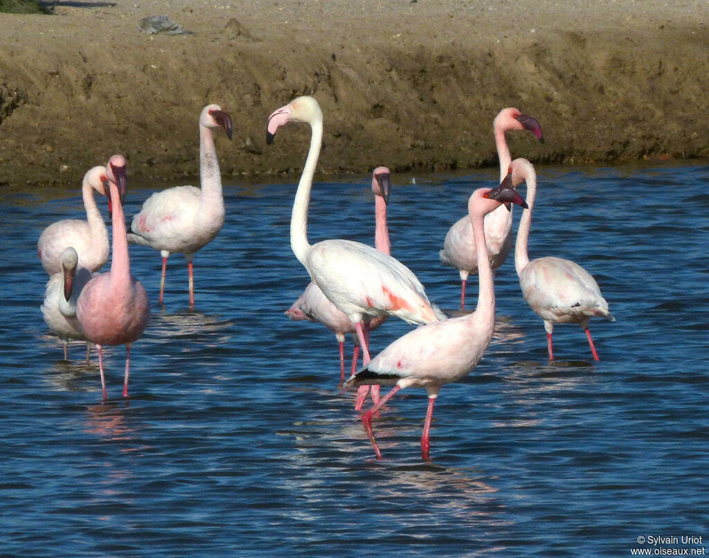 Lesser Flamingo