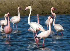 Lesser Flamingo