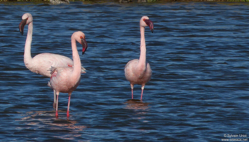 Lesser Flamingo