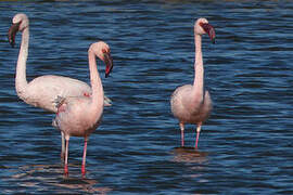 Lesser Flamingo