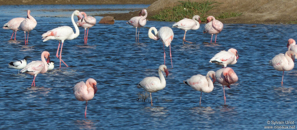 Lesser Flamingo