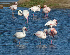 Lesser Flamingo