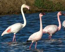 Lesser Flamingo