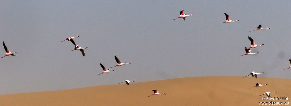 Lesser Flamingo