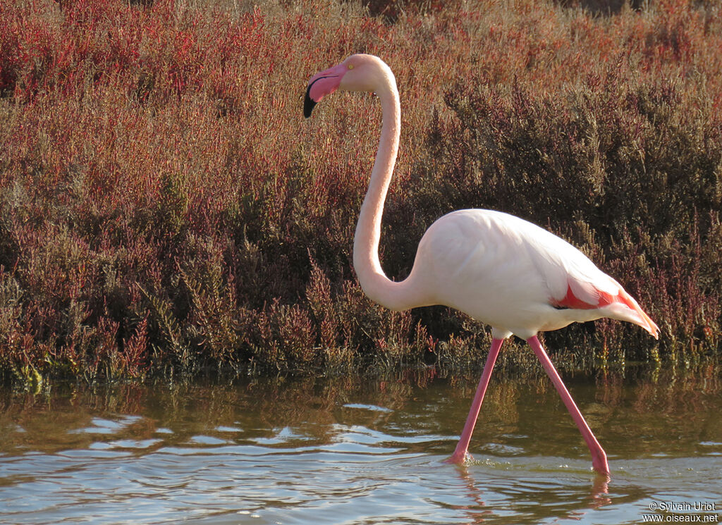 Flamant roseadulte