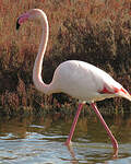 Flamant rose