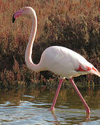 Greater Flamingo