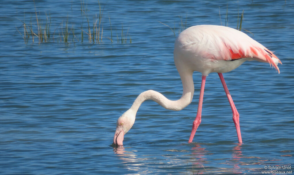 Flamant roseadulte