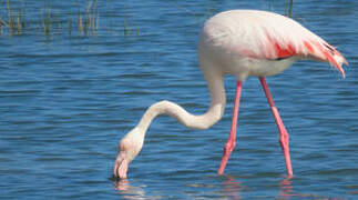 Greater Flamingo