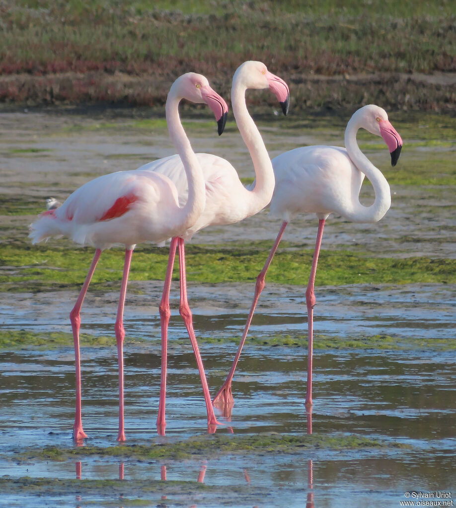 Greater Flamingoadult
