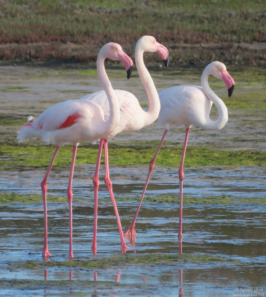 Greater Flamingoadult