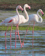 Greater Flamingo